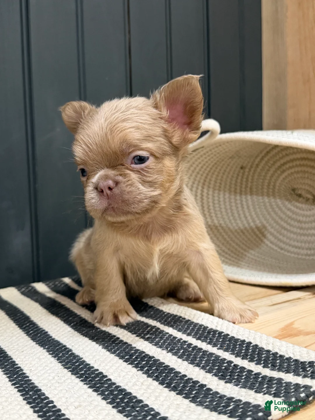 French Bulldog dogs for sale: Cinnamon - Ad 2