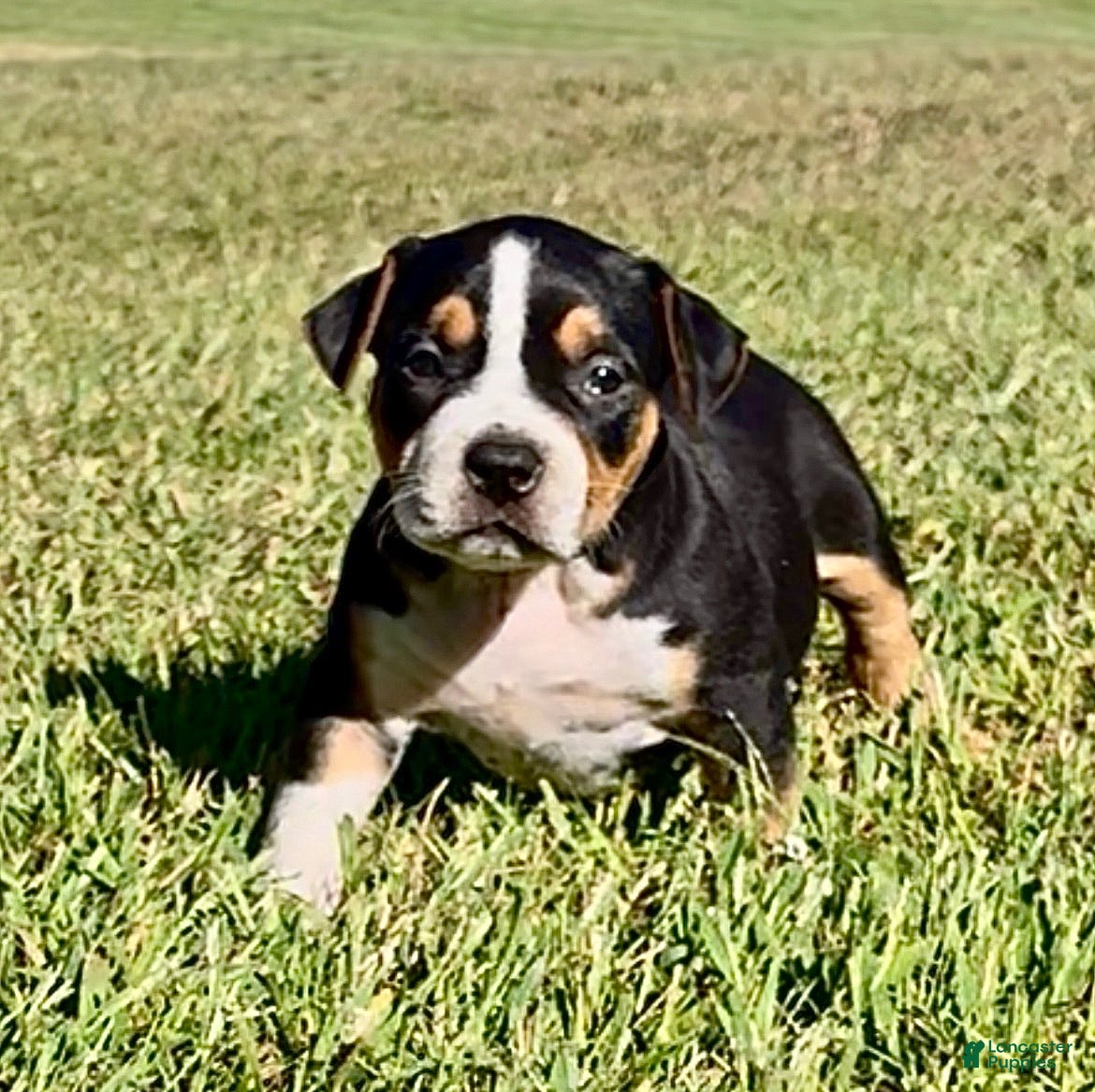American Bully