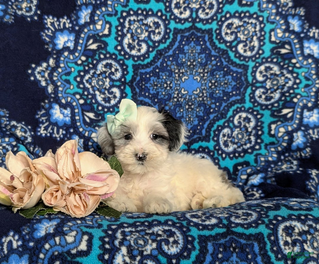 Maltipoo dogs for sale: Devanie - Ad 5