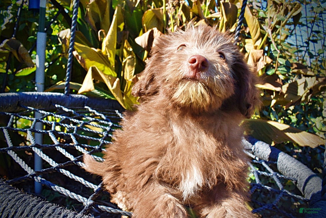 Havapoo dogs for sale: Hero - Ad 2