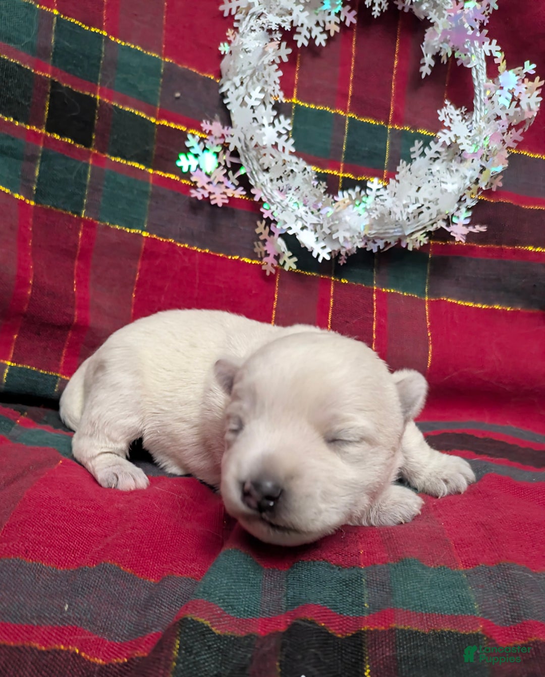 West Highland Terrier dogs for sale: Snow Baby - Ad 2