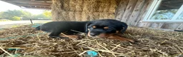 Rottweiler dogs for sale: Billy - Ad 3