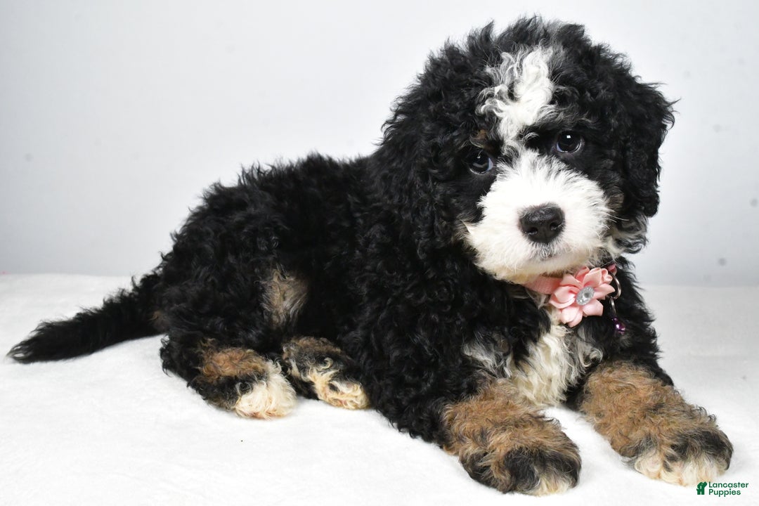 Mixed Breed dogs for sale: Coco - Ad 1