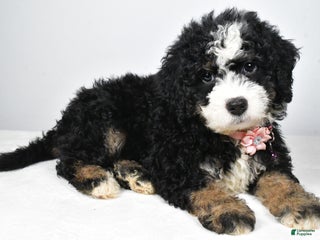 Mixed Breed dogs Coco - Ad 9