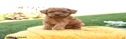 Toy Poodle dogs for sale: Brynn - Ad 3