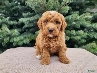 Mini Bernedoodle dogs Dallas - Ad 32