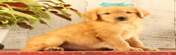 Golden Retriever dogs for sale: Nelson - Ad 2