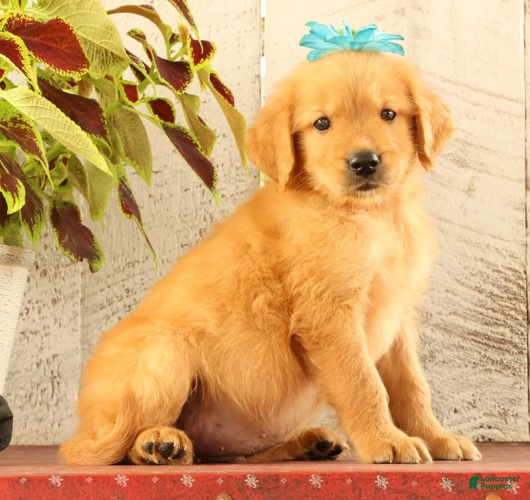 Golden Retriever dogs for sale: Nelson - Ad 2