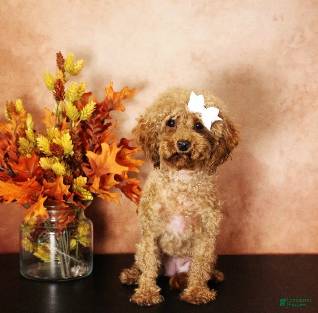 Toy Poodle dogs for sale: Winnie - Ad 4