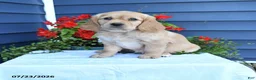 Miniature Golden Retriever dogs for sale: Petunia - Ad 1