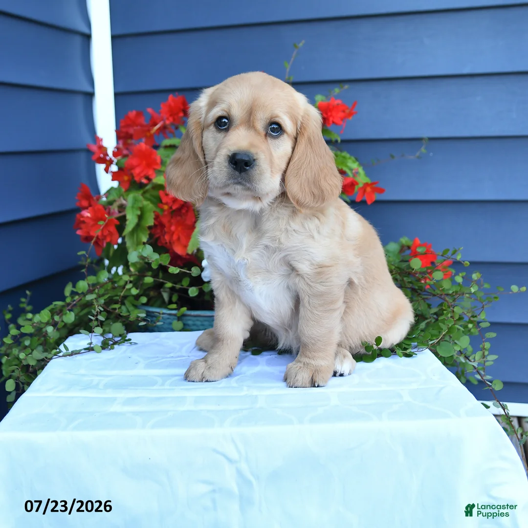 Miniature Golden Retriever dogs for sale: Petunia - Ad 1