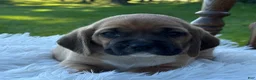 Puggle dogs for sale: Pudge - Ad 4