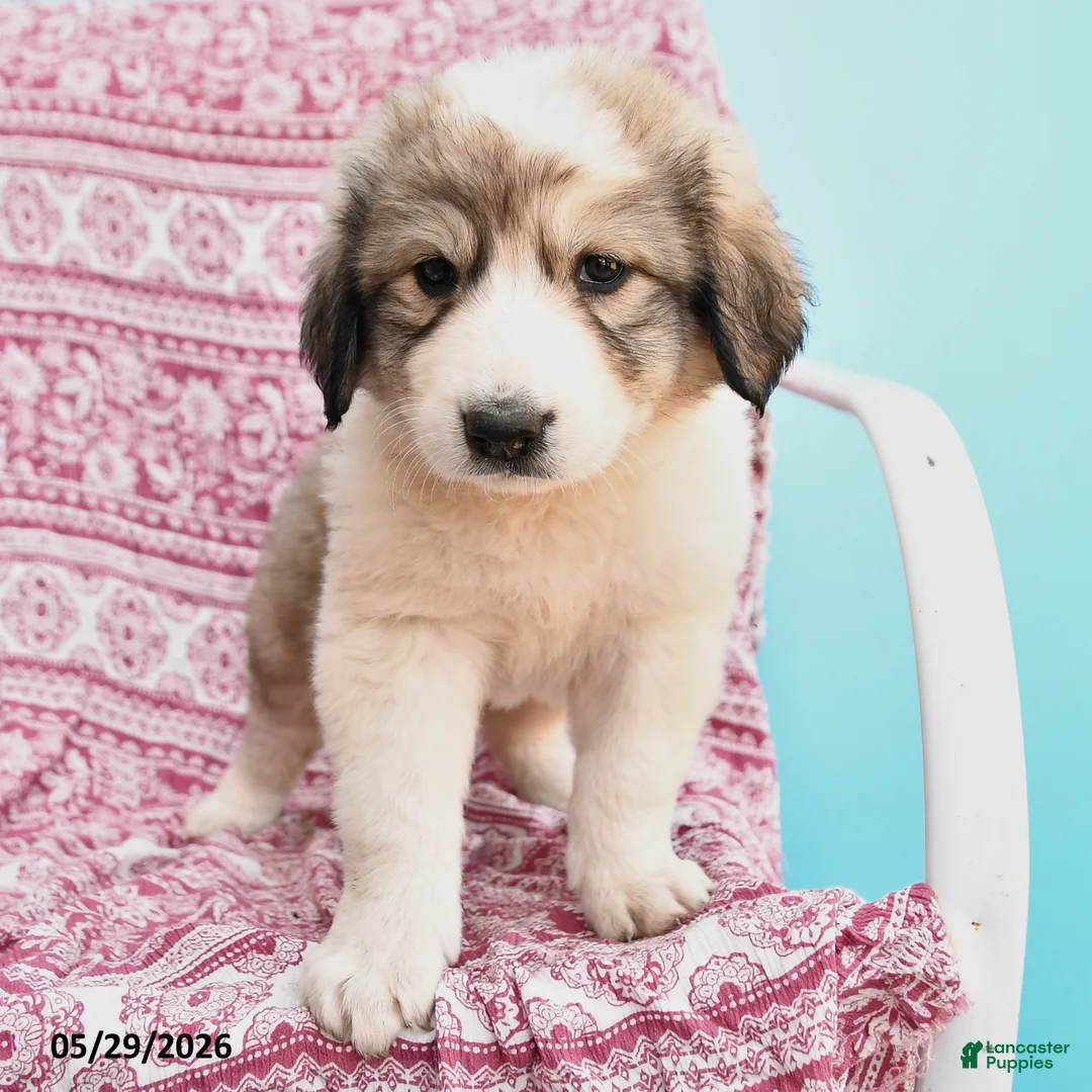 Mixed Breed dogs for sale: Hanna - Ad 3