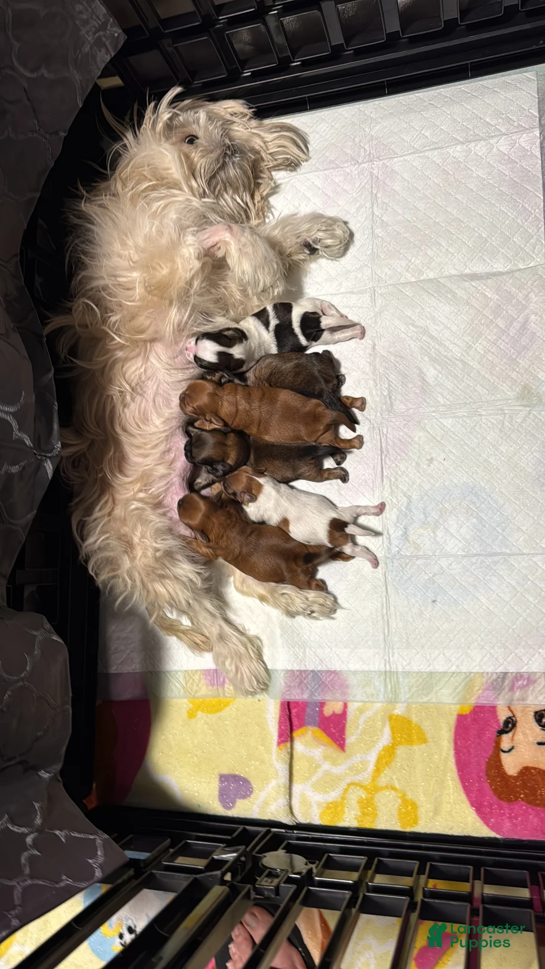 Shih Tzu dogs for sale: Tiana - Ad 8