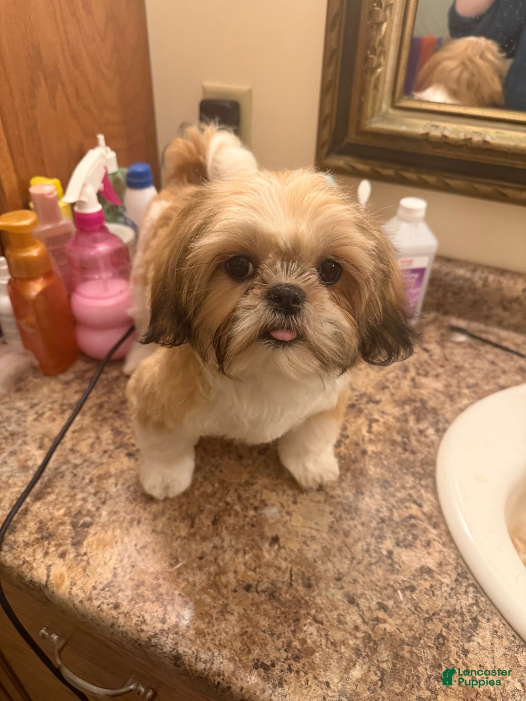 Shih Tzu dogs for sale: Shih Tzu Puppy 7 - Ad 3