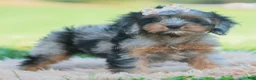 Cavapoo dogs for sale: fancy - Ad 5
