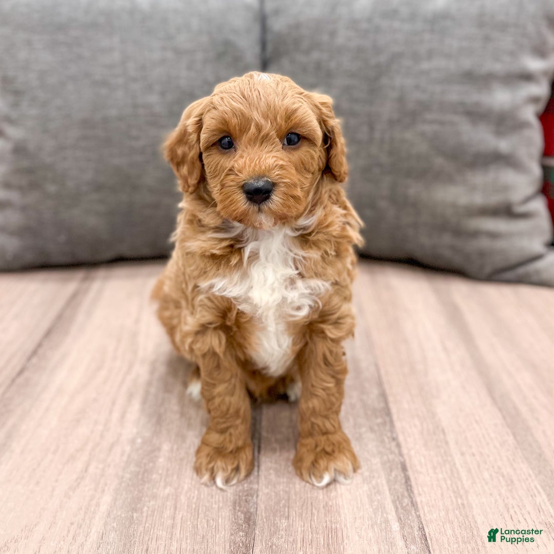 Mini Goldendoodle dogs for sale: Jordan - Ad 6