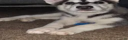 Gerberian Shepsky dogs for sale: Dianna - Ad 4