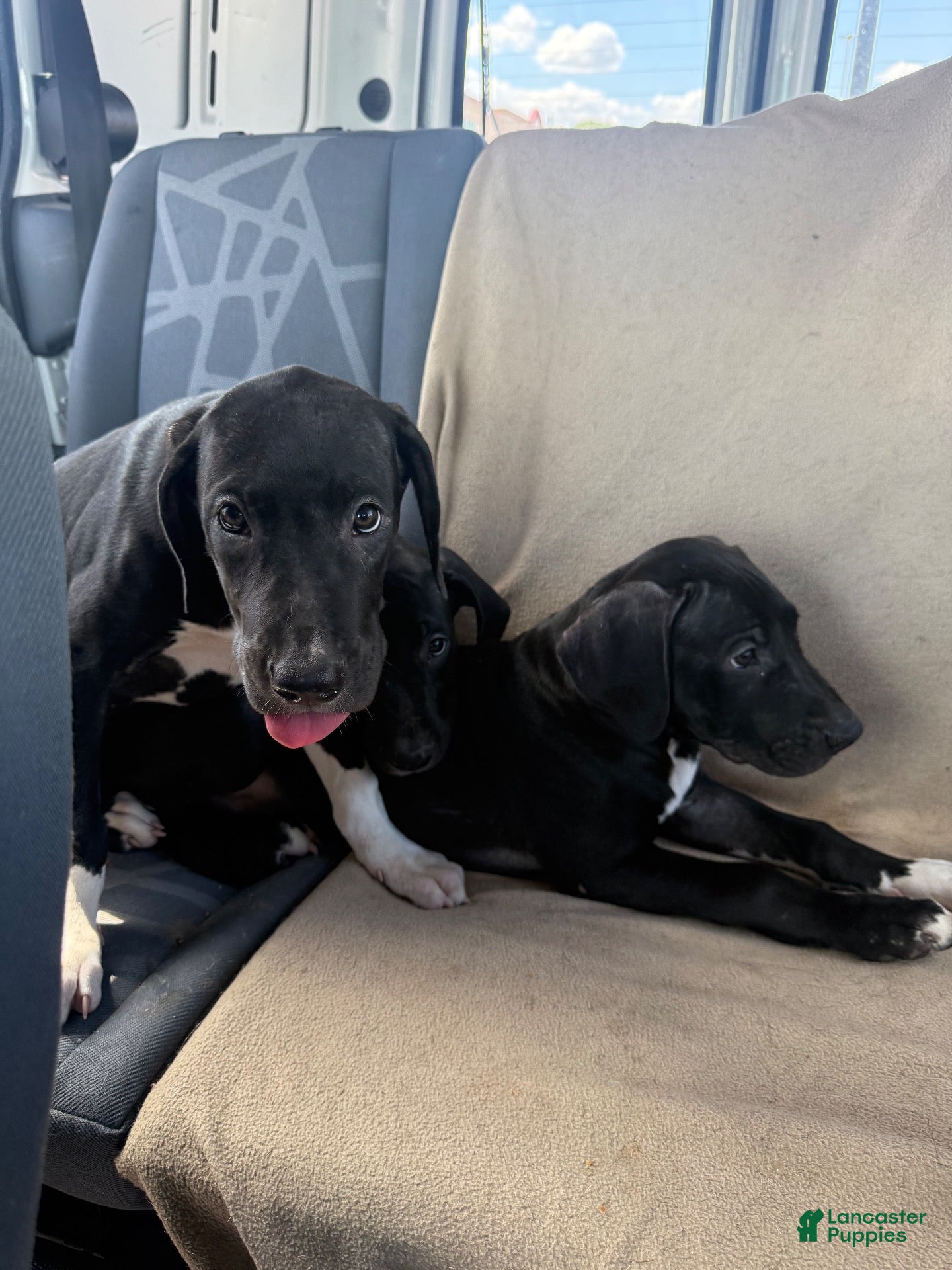 Mixed Breed dogs Mixed Breed 5 - Ad 32