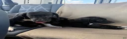 Mixed Breed dogs for sale: Mixed Breed 5 - Ad 1