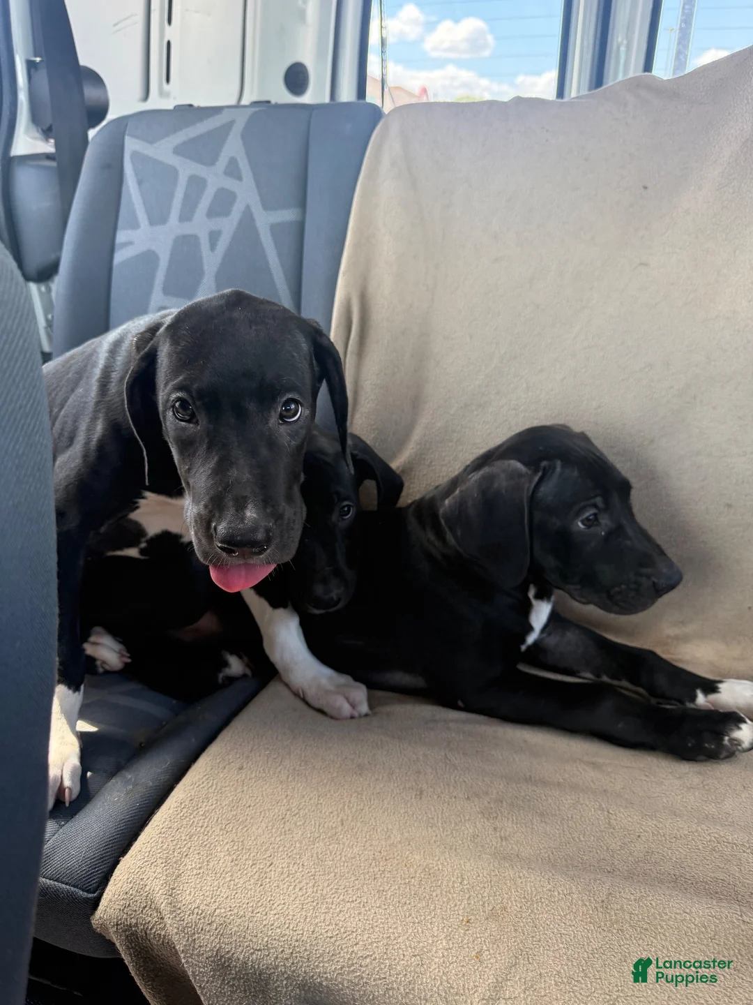 Mixed Breed dogs for sale: Mixed Breed 5 - Ad 1