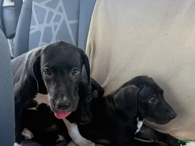Mixed Breed dogs for sale: Mixed Breed 5 - Ad 25