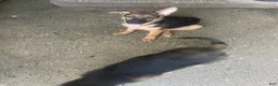 German Shepherd dogs for sale: Tiny girl - Ad 5