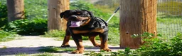 Rottweiler dogs for sale: Vermithor - Ad 17