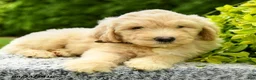 Mini Goldendoodle dogs for sale: Harris - Ad 5