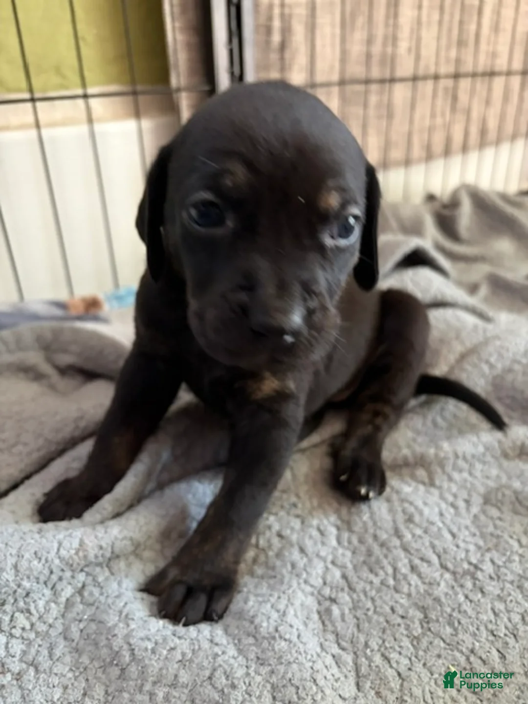 Catahoula Leopard Dog dogs for sale: Ember - Ad 2