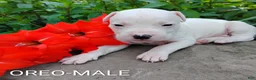 American Pit Bull Terrier dogs for sale: OREO - Ad 1