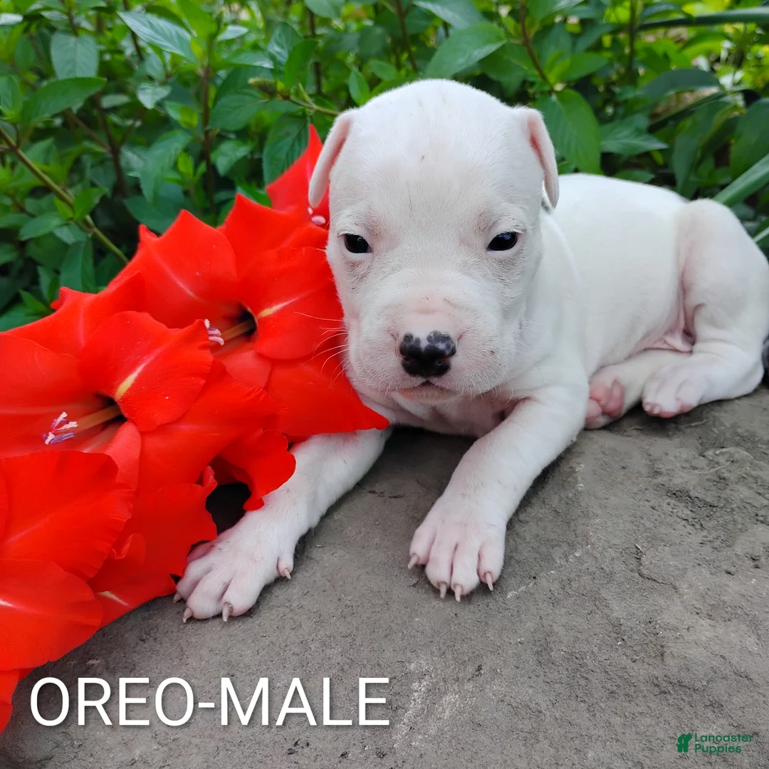 American Pit Bull Terrier dogs for sale: OREO - Ad 1