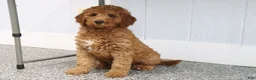 Mini Goldendoodle dogs for sale: Frisky - Ad 3