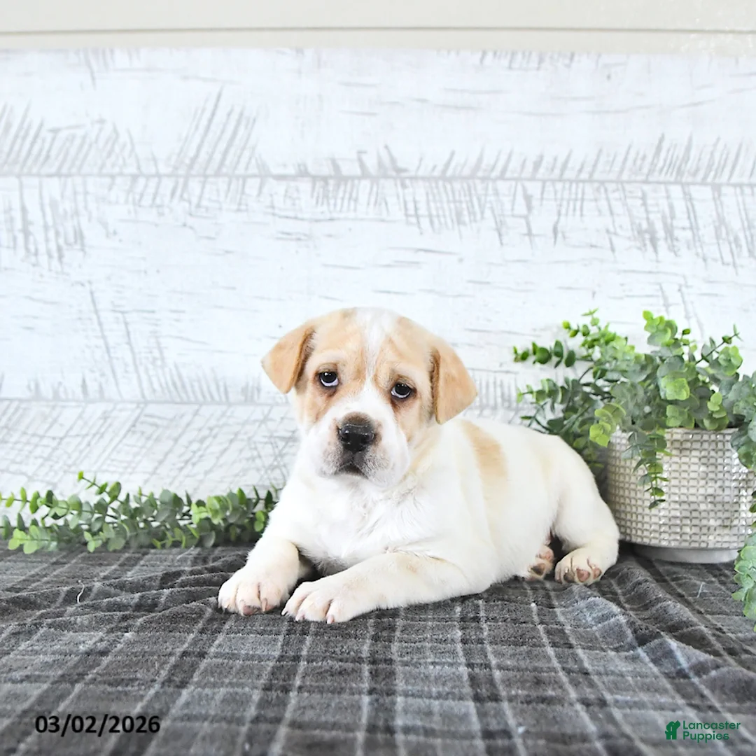 Mini Hippo dogs for sale: Mitchell - Ad 1