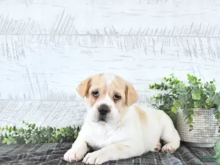 Mini Hippo dogs for sale: Mitchell - Ad 2