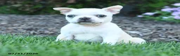 Boston Terrier dogs for sale: Lurvey - Ad 3