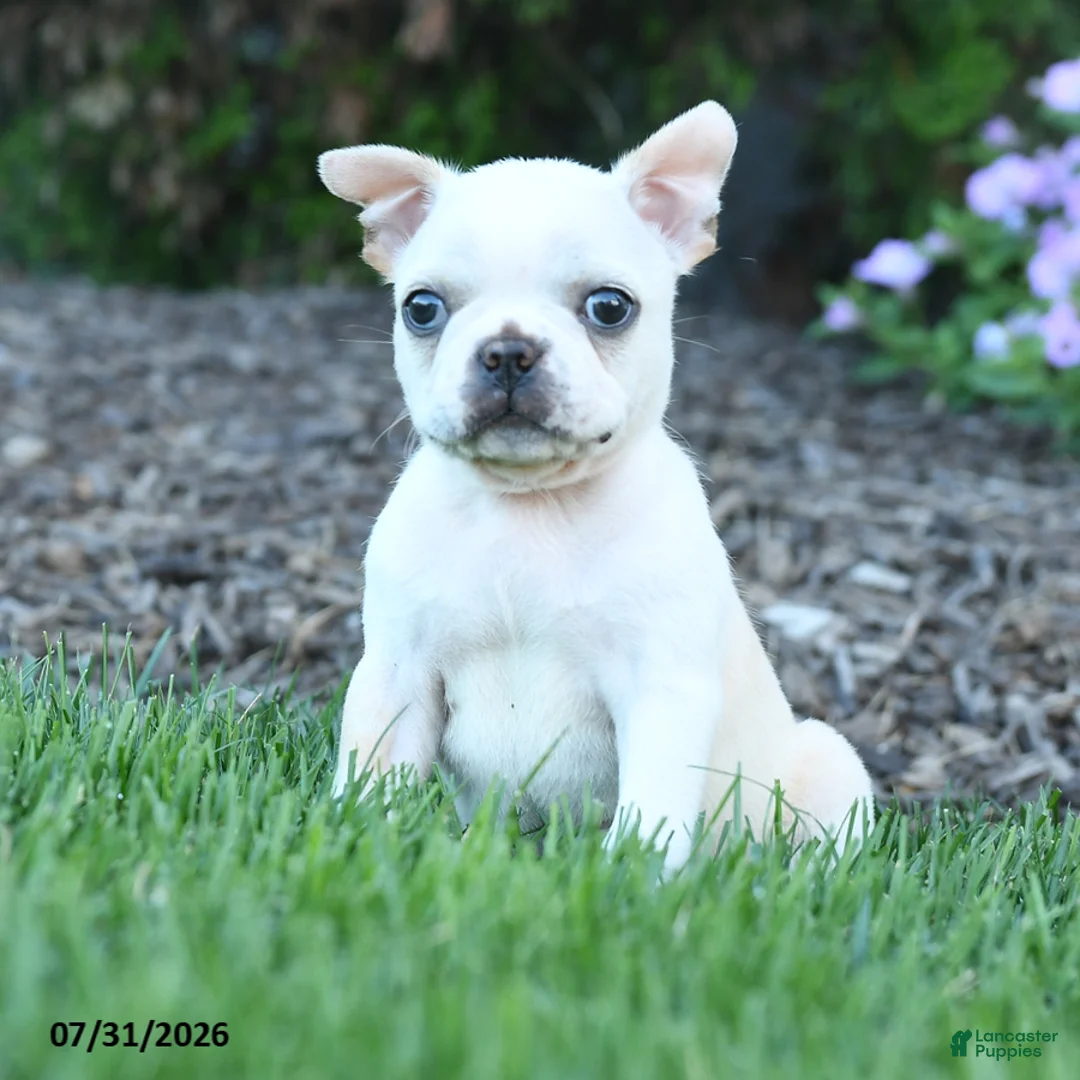 Boston Terrier dogs for sale: Lurvey - Ad 3