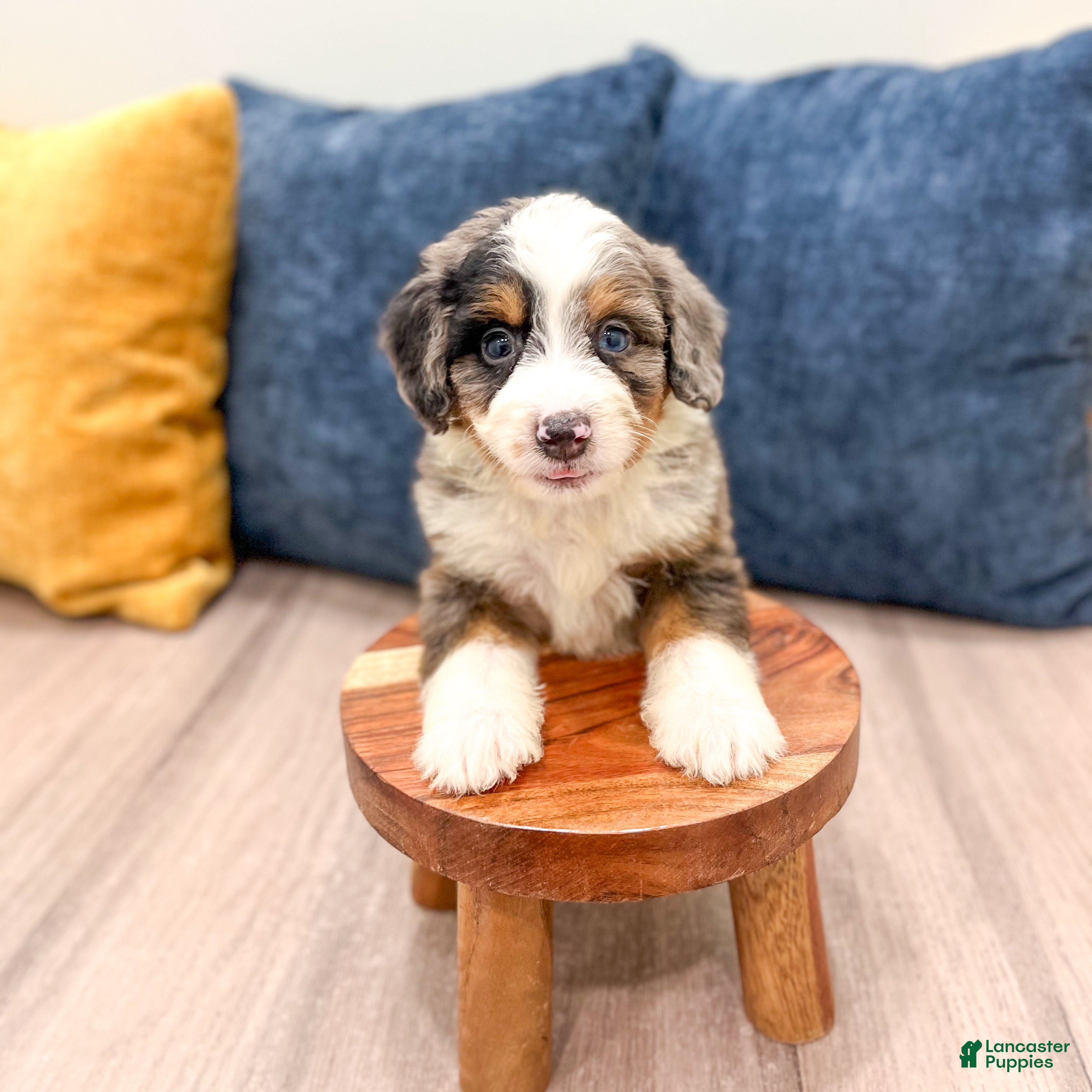 Mini Bernedoodle dogs for sale: Sadie - Ad 8