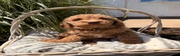 Mini Goldendoodle dogs for sale: Benny - Ad 3