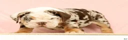 English Bulldog dogs for sale: Gherkin - Ad 4