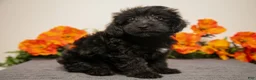 Yorkiepoo dogs for sale: Mister - Ad 1