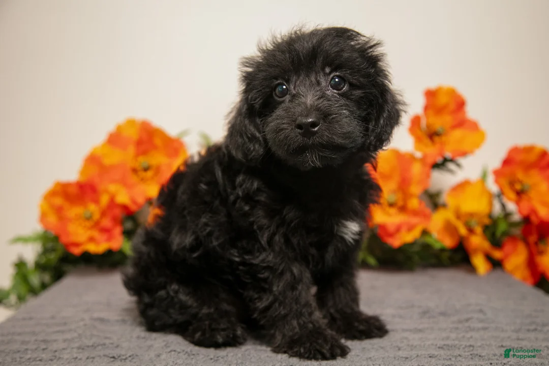 Yorkiepoo dogs for sale: Mister - Ad 1