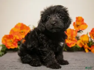 Yorkiepoo dogs for sale: Mister - Ad 3