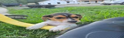 Beagle dogs for sale: Betsy - Ad 3