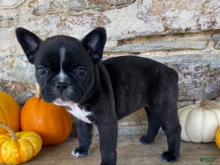 Frenchton dogs - Ad 10