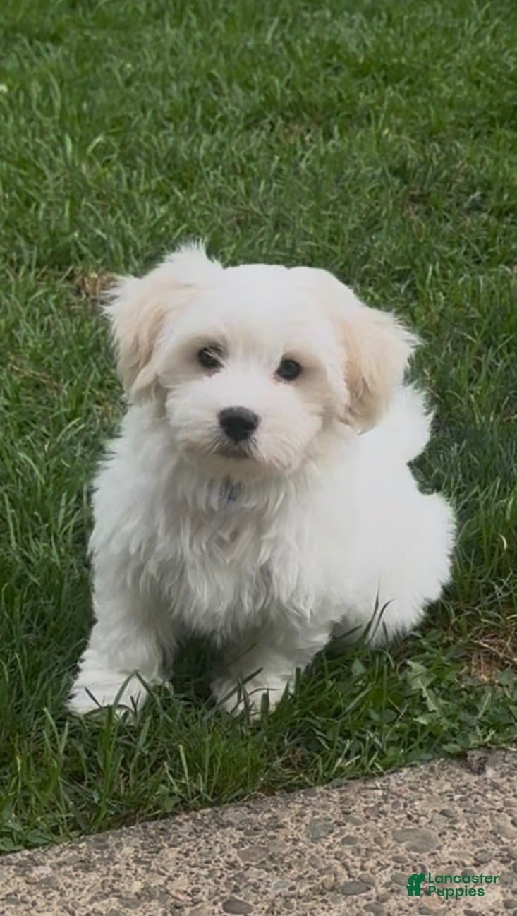 Coton De Tulear dogs Nash. Coton De Tulear 1 - Ad 3