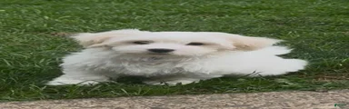 Nash. Coton De Tulear 1