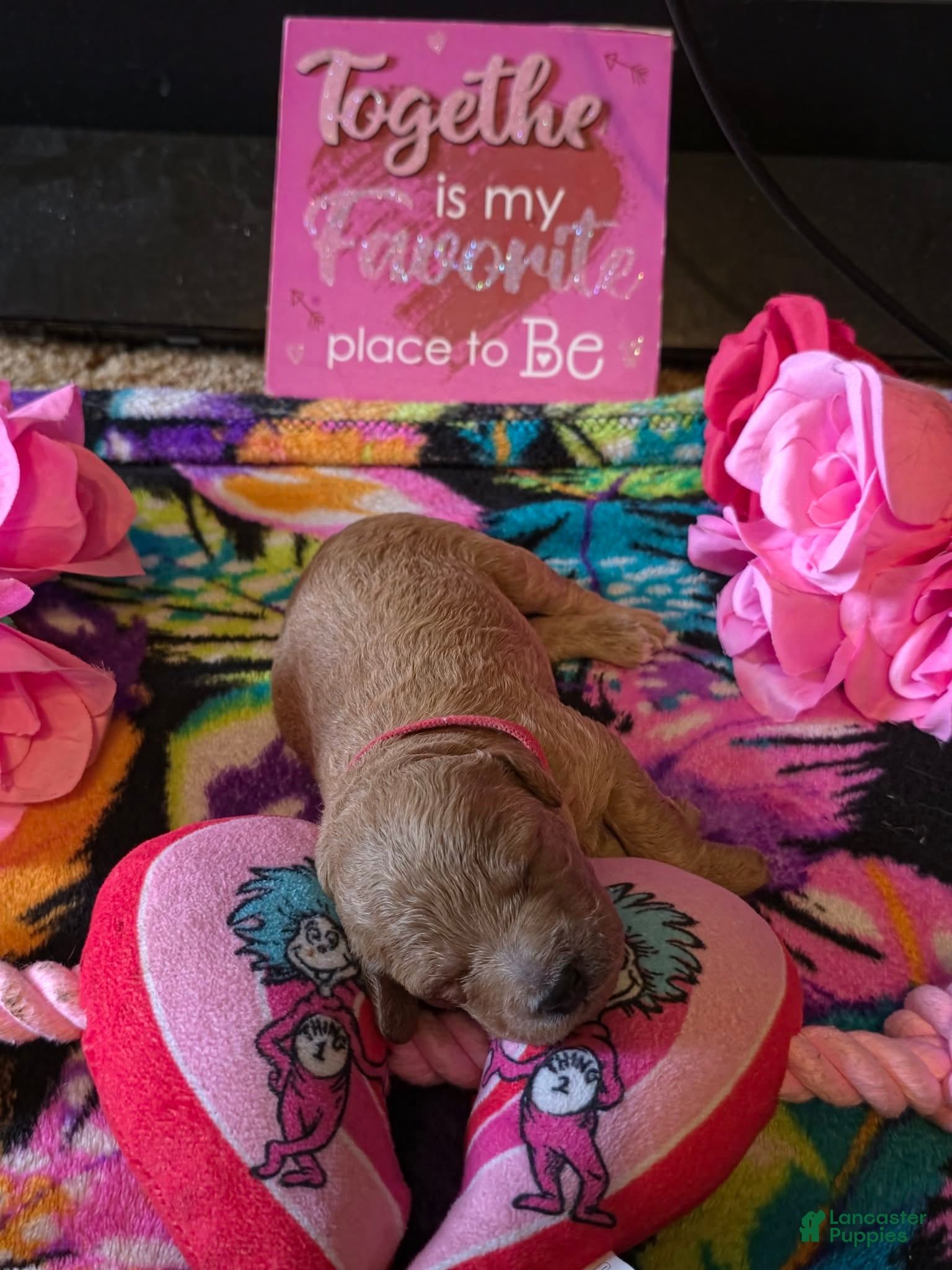 Mini Goldendoodle dogs daisy  - Ad 2