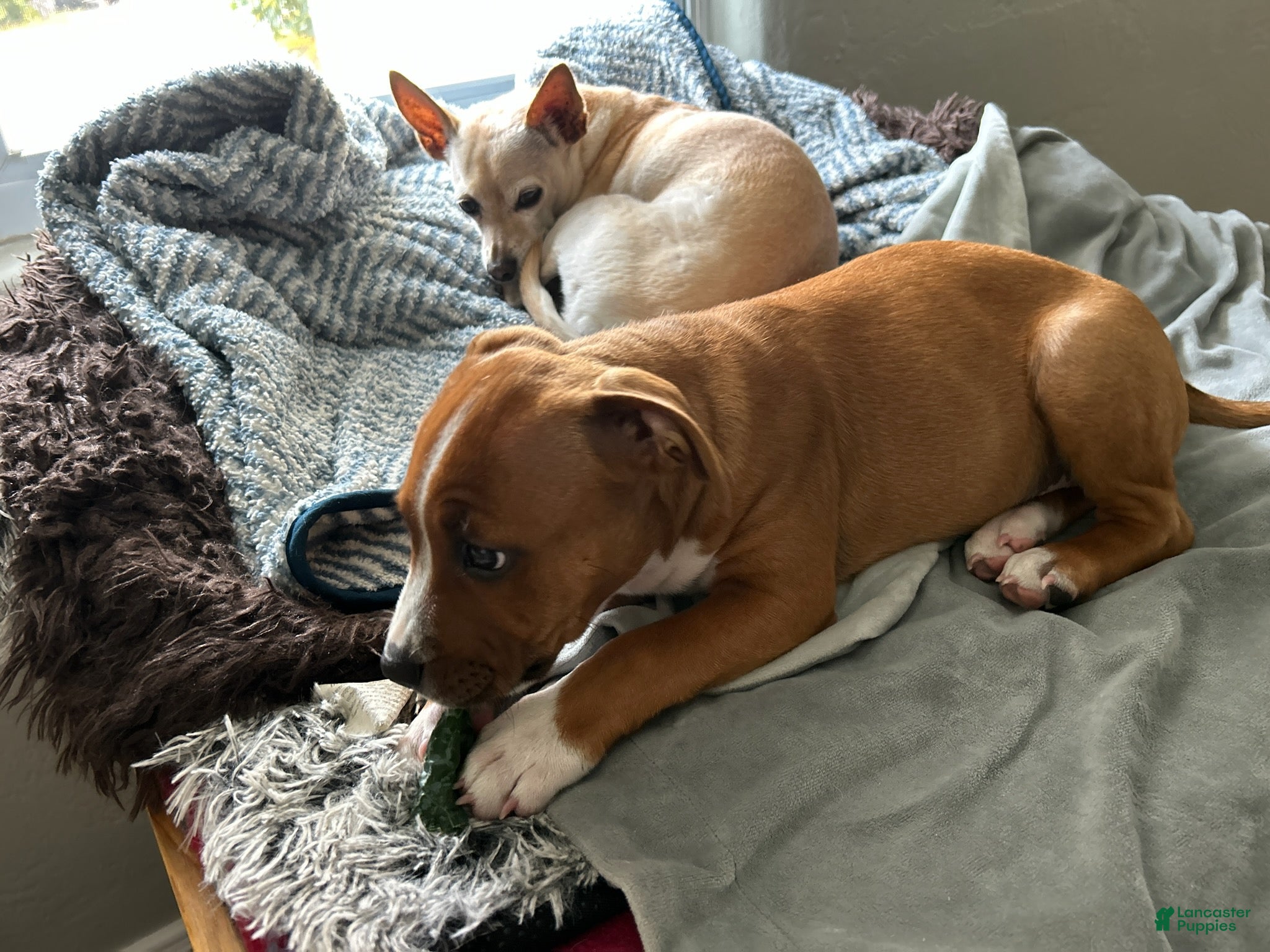 Staffordshire Bull Terrier dogs Boy - Ad 1