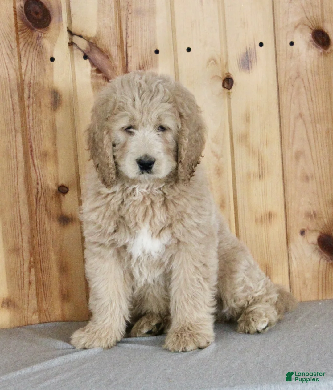 Goldendoodle dogs for sale: Candi - Ad 2